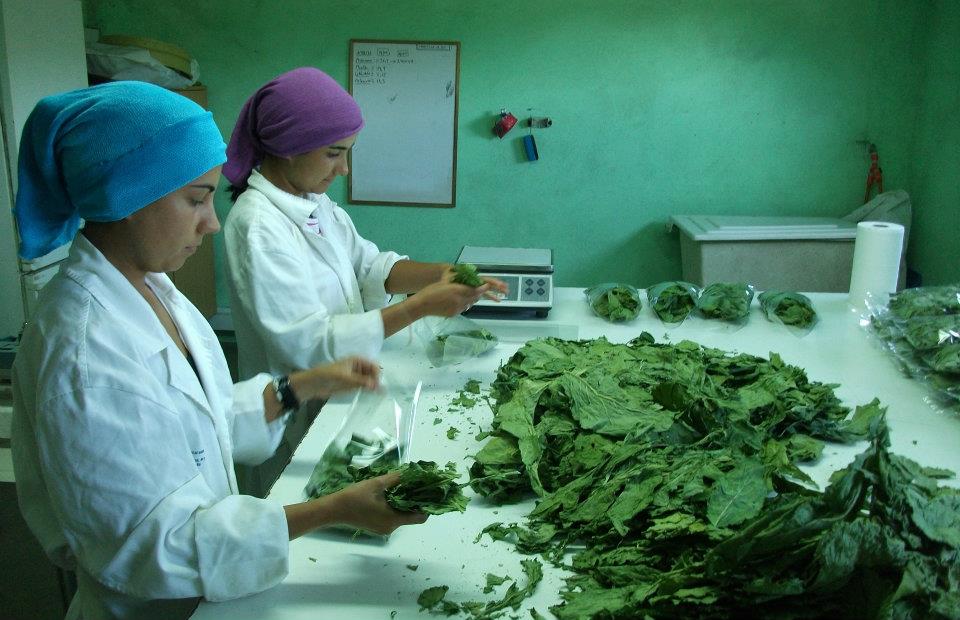 Conocemos a Milhulloa, cooperativa de Lugo de producción ecológica de hortalizas y plantas medicinales
